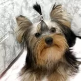 ヨークシャーテリア【埼玉県・男の子・2025年6月3日・スティールブルー&タン】の写真1