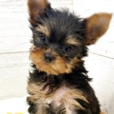 ヨークシャーテリア