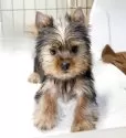 ヨークシャーテリア【埼玉県・女の子・2025年8月11日・スティールブルー&タン】の写真2
