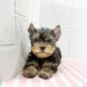 ヨークシャーテリア【埼玉県・男の子・2025年2月14日・スティールブルー&タン】の写真3