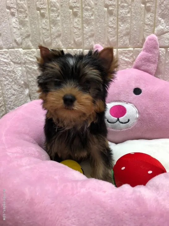 ID：1911-02785の子犬