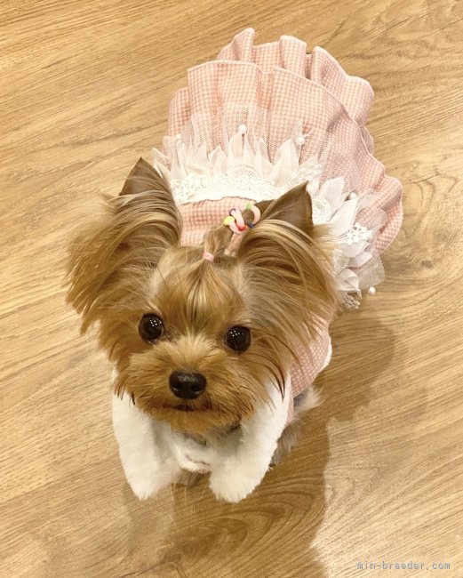 ヨークシャーテリア【・女の子・2020年2月14日・スティールブルー&amp;タン】