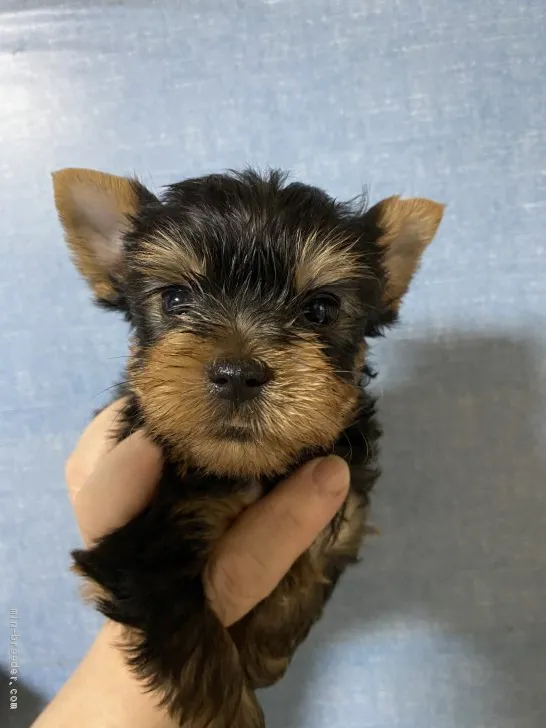Shelly 様のお迎えした子犬