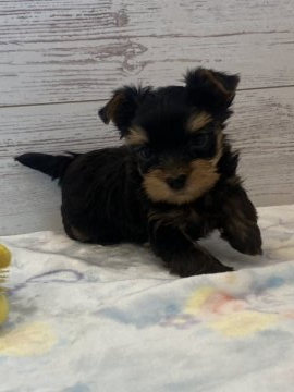 ヨークシャーテリア【埼玉県・男の子・2021年3月16日・スティールブルー&タン】の写真「可愛いお顔の男の子です。」