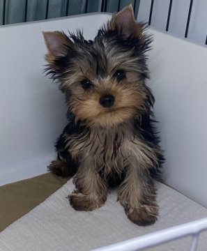 ヨークシャーテリア【埼玉県・男の子・2021年10月2日・スティールブルー&タン】の写真「新春❗️お年玉でお求め易い価格設定中です‼️」