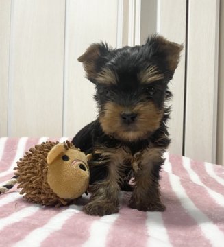 ヨークシャーテリア【埼玉県・男の子・2022年1月28日・スティールブルー&タン】の写真「おっとり甘えん坊な子です。」