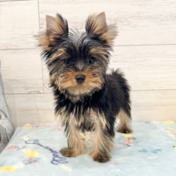 ヨークシャーテリア【埼玉県・男の子・2023年5月10日・スティールブルー&タン】の写真「元気印で甘えん坊さん」