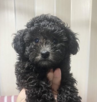 トイプードル(タイニー)【埼玉県・男の子・2022年2月22日・シルバー】の写真「甘えん坊なひとりっ子です。」