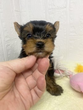 ヨークシャーテリア【埼玉県・男の子・2021年10月2日・スティールブルー&タン】の写真「パパはチャンピオンです。」