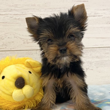 ヨークシャーテリア【埼玉県・男の子・2022年4月18日・スティールブルー&タン】の写真「お顔の可愛いイケメン三兄弟です！」