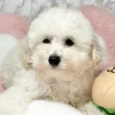タイニープードル【埼玉県・女の子・2023年2月6日・ホワイト】の写真1
