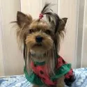 ヨークシャーテリア【埼玉県・男の子・2019年7月21日・スティールブルー&タン】の写真4「ママの彩葉です。」
