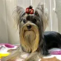 ヨークシャーテリア【埼玉県・男の子・2019年7月21日・スティールブルー&タン】の写真5「パパのゆづです。」