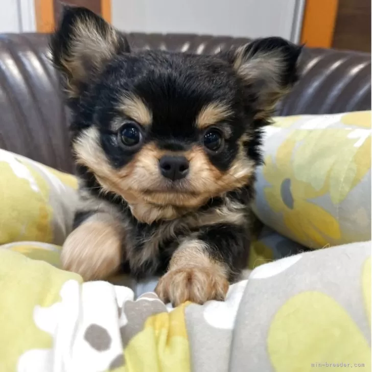 H.H 様のお迎えした子犬