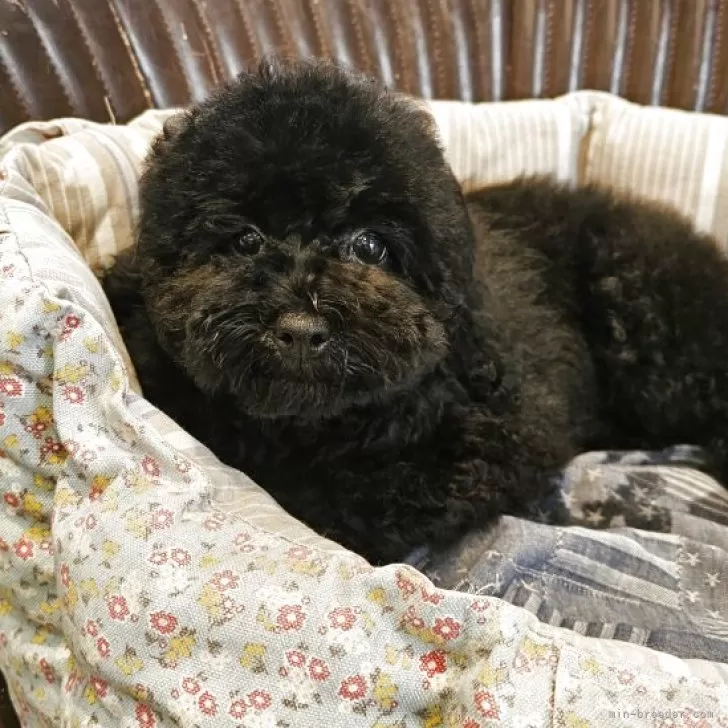 トイプードル(トイ)【東京都・女の子・2025年8月7日・ブラック】の写真1「離乳食は65グラム食べています。」