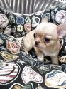 チワワ(スムース)【東京都・女の子・2025年5月29日・レッド&ホワイト】の写真3