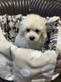 トイプードル(トイ)【東京都・男の子・2024年9月11日・ホワイト】の写真4