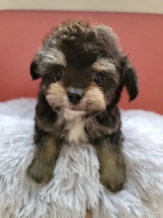 ID:2108-03534の子犬