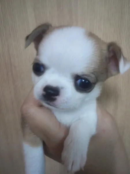 ID:1407-00973の子犬