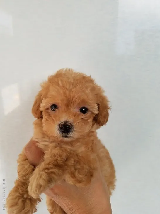 ID:1709-01869の子犬