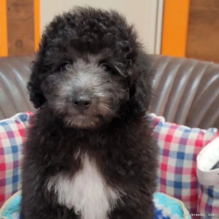 T.H 様のお迎えした子犬