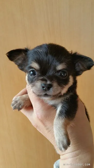 ID：1603-00863の子犬