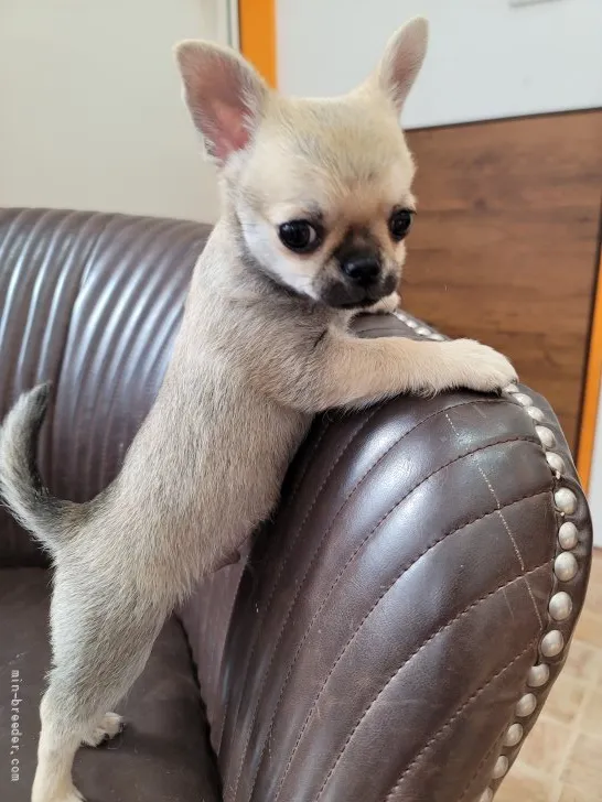 ID：2203-02609の子犬