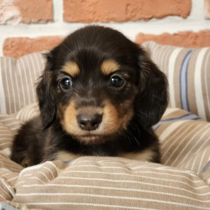 チャッピー 様のお迎えした子犬