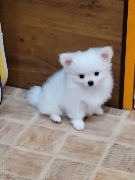 ID:2111-02480の子犬