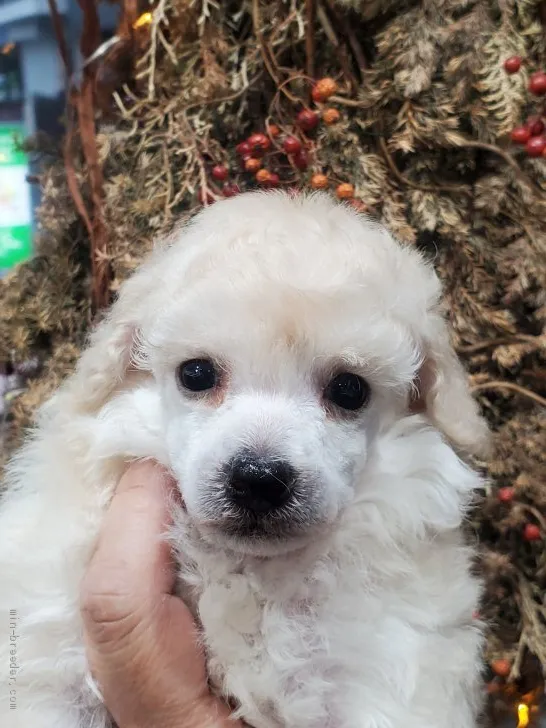 ID：2005-02105の子犬