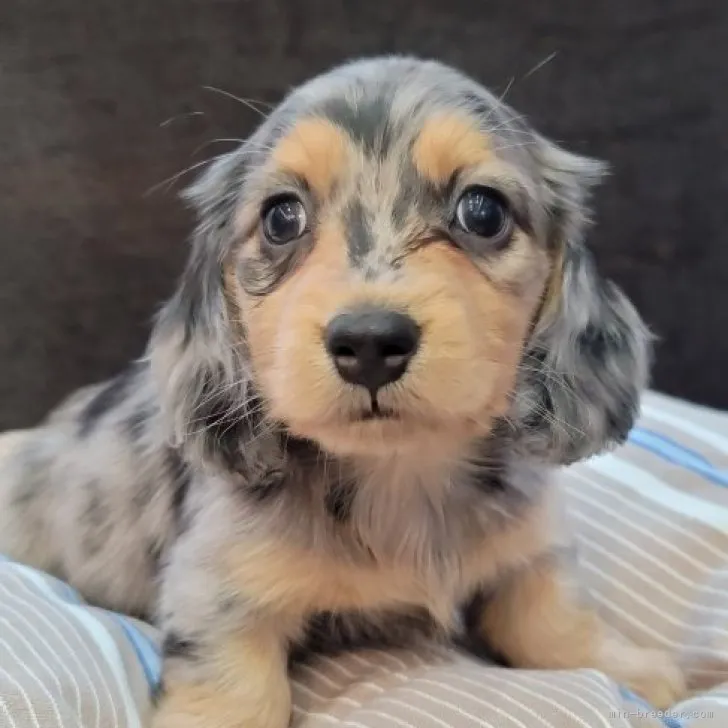 ID:2303-01273の子犬