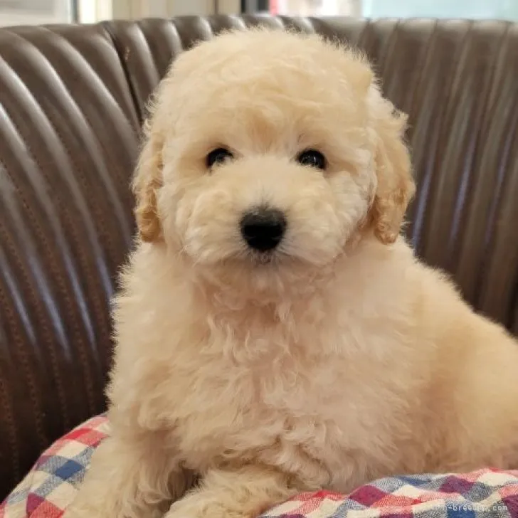 ID:2304-04053の子犬