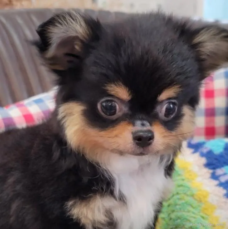 ID:2209-03501の子犬