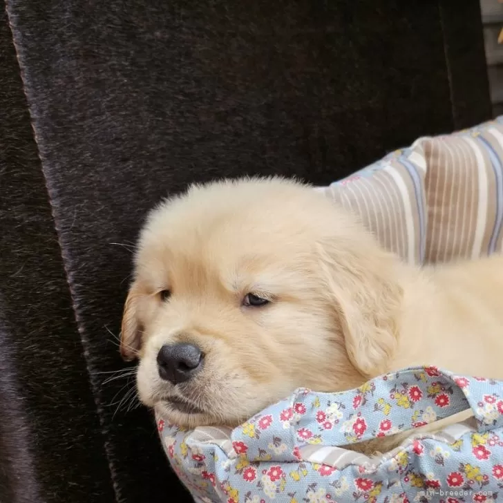 ID:2312-04528の子犬