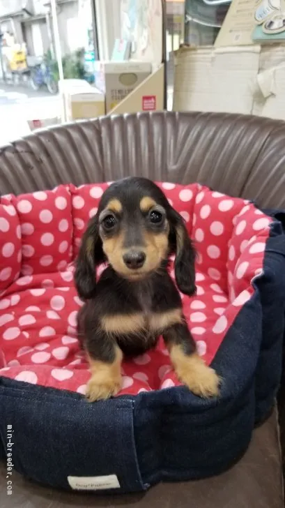 ID：1912-01837の子犬