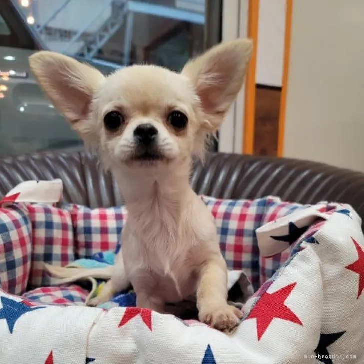 ID:2209-03034の子犬