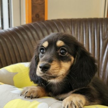 ミニチュアダックスフンド(ロング)【東京都・男の子・2024年2月9日・ブラックタンイエロー】の写真「お目目が可愛らしい子です。」