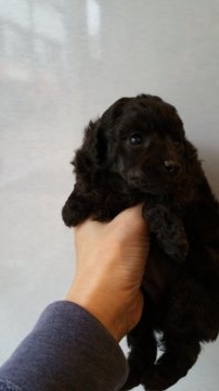 トイプードル(トイ)【東京都・女の子・2015年11月21日・シルバー】の写真「足の短いシルバーとっても可愛いです。」