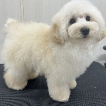 トイプードル(トイ)【東京都・男の子・2024年2月24日・ホワイト(クリーム)】の写真「小さくても元気な男の子です。」
