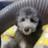 ミニチュアプードル【東京都・男の子・2024年5月27日・シルバー】の写真1