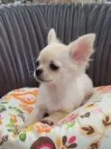 チワワ(ロング)【東京都・男の子・2022年7月16日・クリーム&ホワイト】の写真3