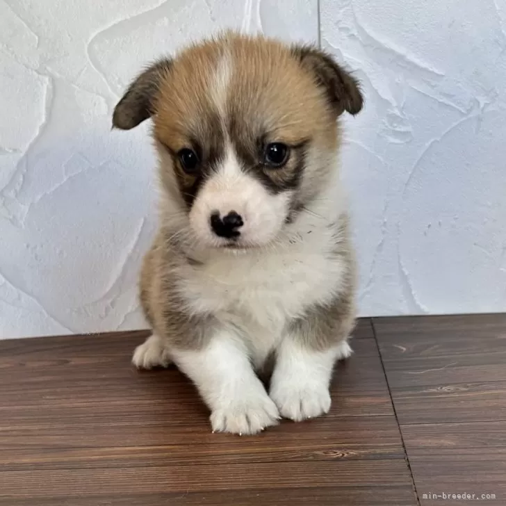 ウェルシュ・コーギー・ペンブローク【千葉県・女の子・2025年11月1日・レッドアンドホワイト】の写真1「愛らしい顔立ちの女の子です。」