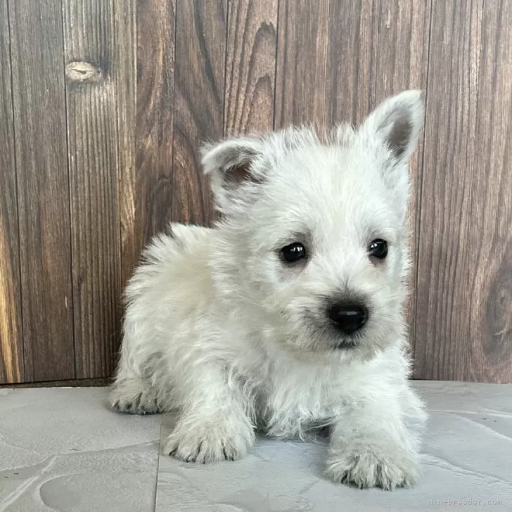 ID：2511-00752の子犬