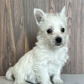 ウエストハイランドホワイトテリア