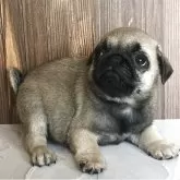 パグ