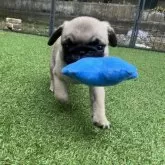 パグ