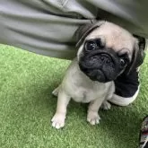 パグ