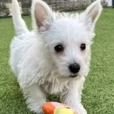 ウエストハイランドホワイトテリア