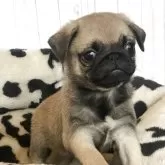 パグ