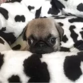 パグ